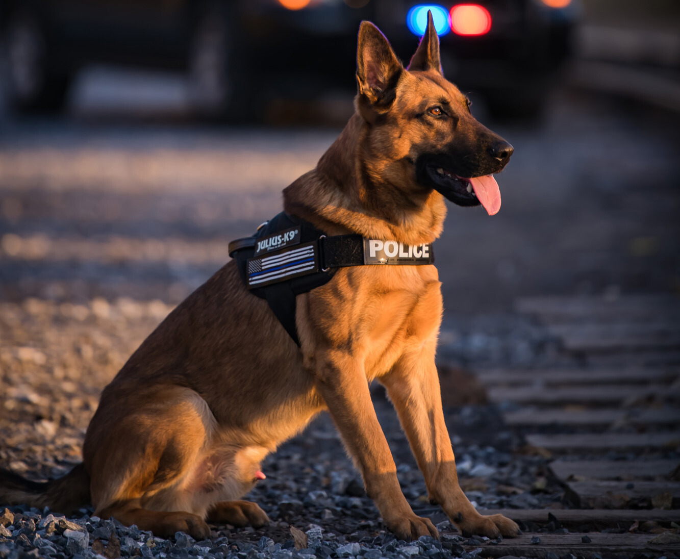 Julius K9 IDC Stealth Powerharness