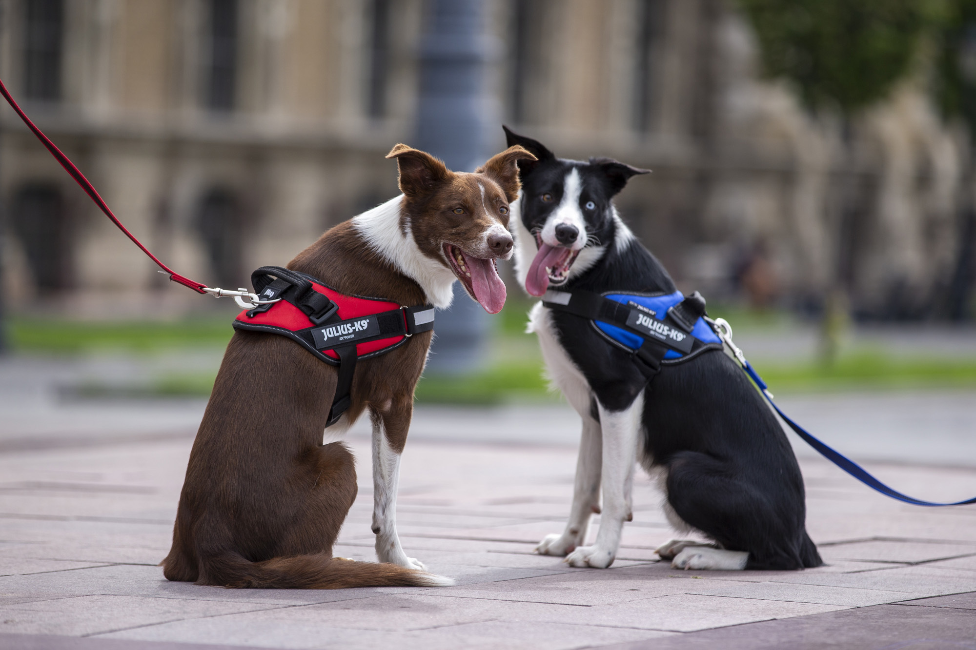 Julius K9 IDC Powerharness