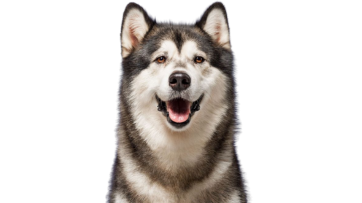 Alaskan Malamute