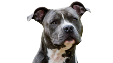 Staffordshire Terrier