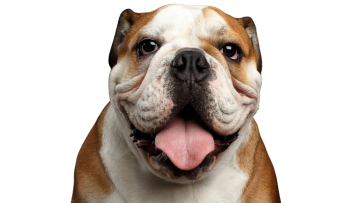 Aussie Bulldog