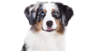 Aussie Shepherd