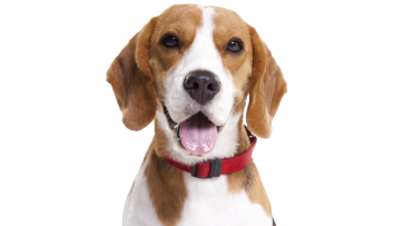 Beagle