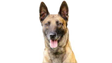 Belgian Malinois