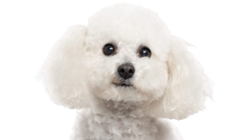 Bichon Frise
