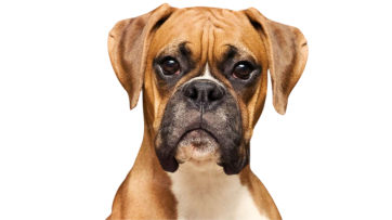 Boxer