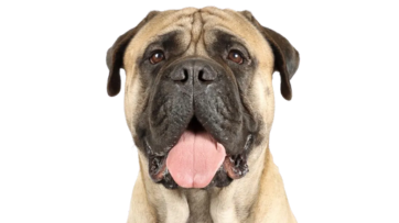 Bull Mastiff