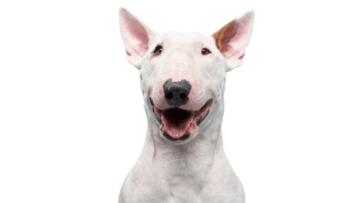 Bull Terrier