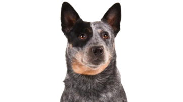 Blue Heeler