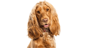 Cocker Spaniel