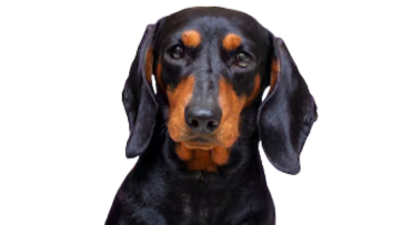 Dachshund