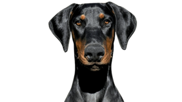Doberman