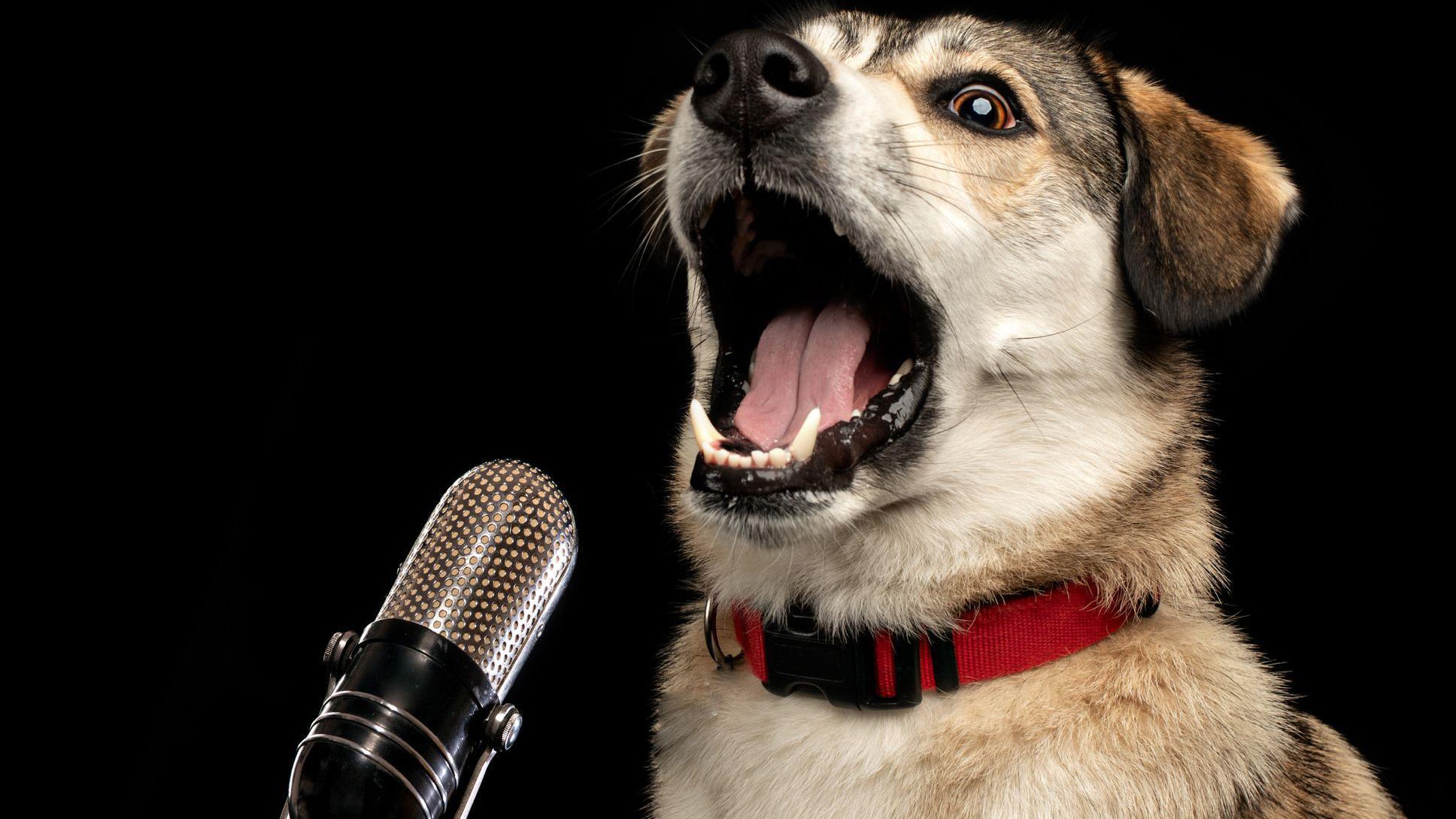 Dog Barking