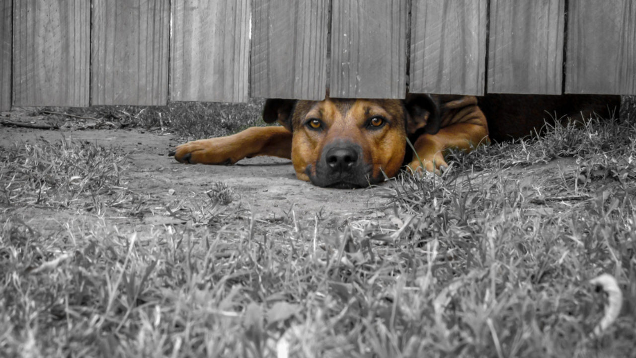 Electric Fence