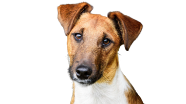 Fox Terrier