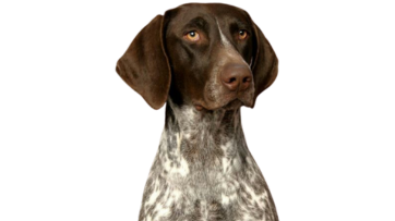 German Shorthaired Pointer