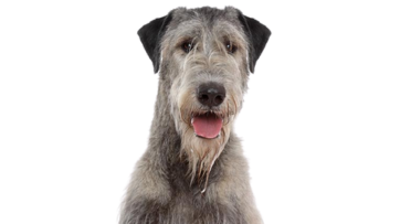 Irish Wolfhound