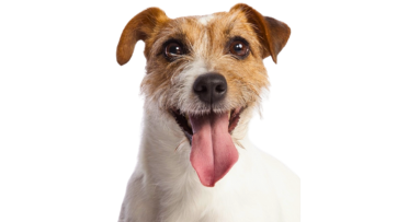 Jack Russell