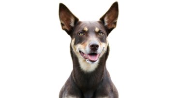 Kelpie