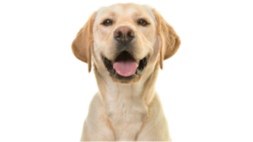Labrador