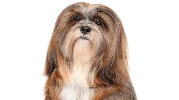 Lhasa Apso