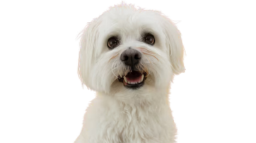 Maltese