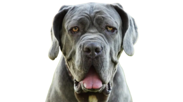 Neo Mastiff