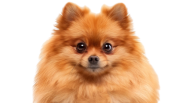Pomeranian