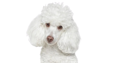 Poodle