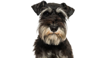 Schnauzer (standard)