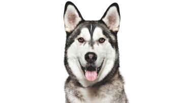 Siberian Husky