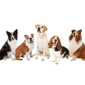 Breeds