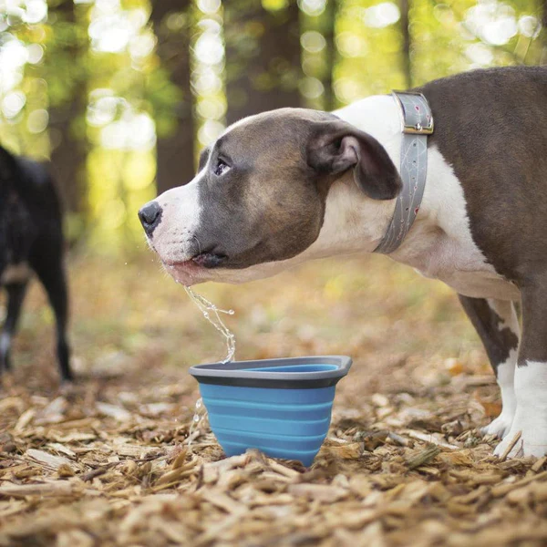 Water Bowls