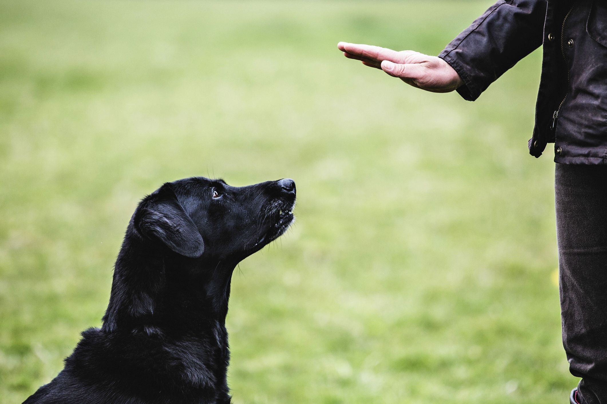 Dog Training Collars: What Can They Be Used For?