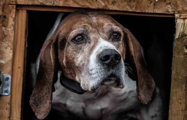 SportDOG Bark Collars | Which Bark Collar Is Best For Me?