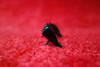   Aero Commander 680FL P    Instrument Post Light Cover 