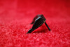  Aero Commander 680FL P    Instrument Post Light Cover 