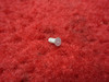 Rivets PN NAS1097AD4-5