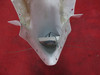 Beechcraft 76 Duchess Tail FWD Fairing W/ Antenna PN 105-600011-31