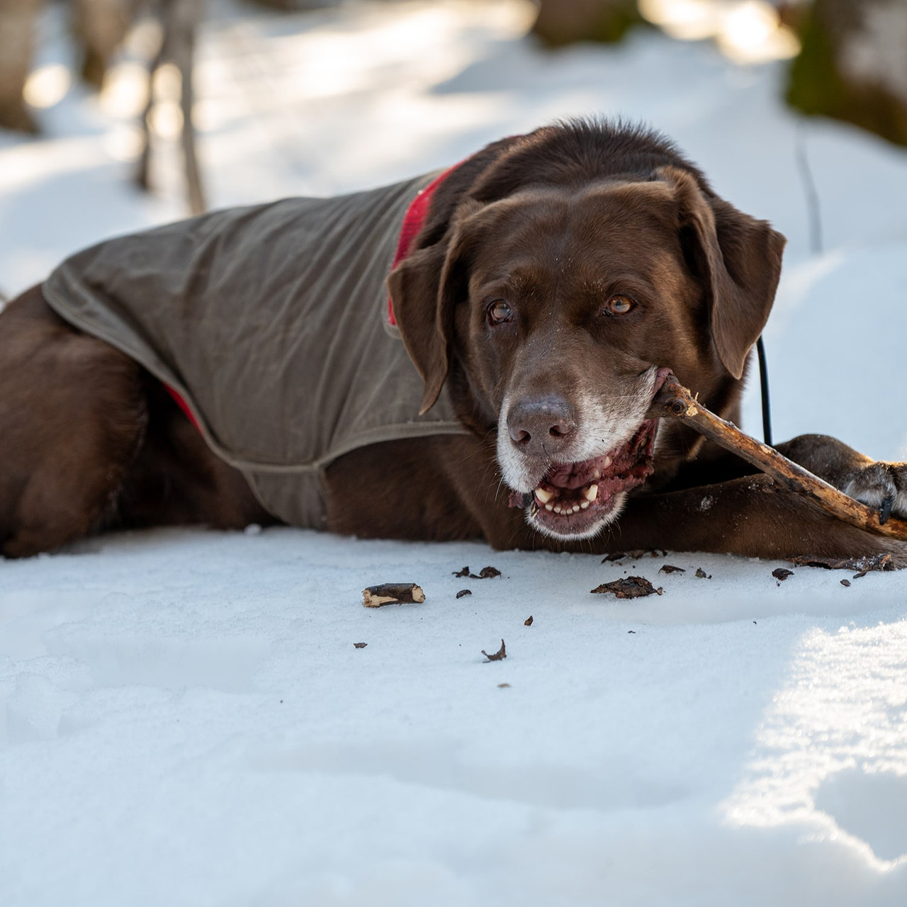 Waxed Cotton Dog Jacket - Waterproof Canvas Dog Vest