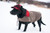 Dog wearing the SK Waxed Cotton Dog Jacket in Dark Oak and Red/Black Plaid flannel collar.