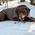 The SK Waxed Cotton Dog Jacket