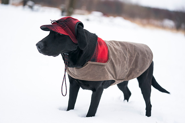 dog in jacket