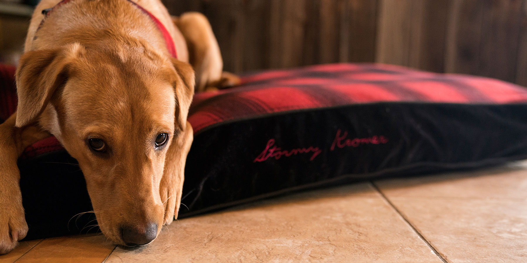 stormy kromer dog hat