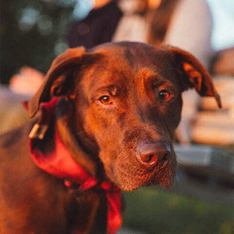 SHOP PETS collection