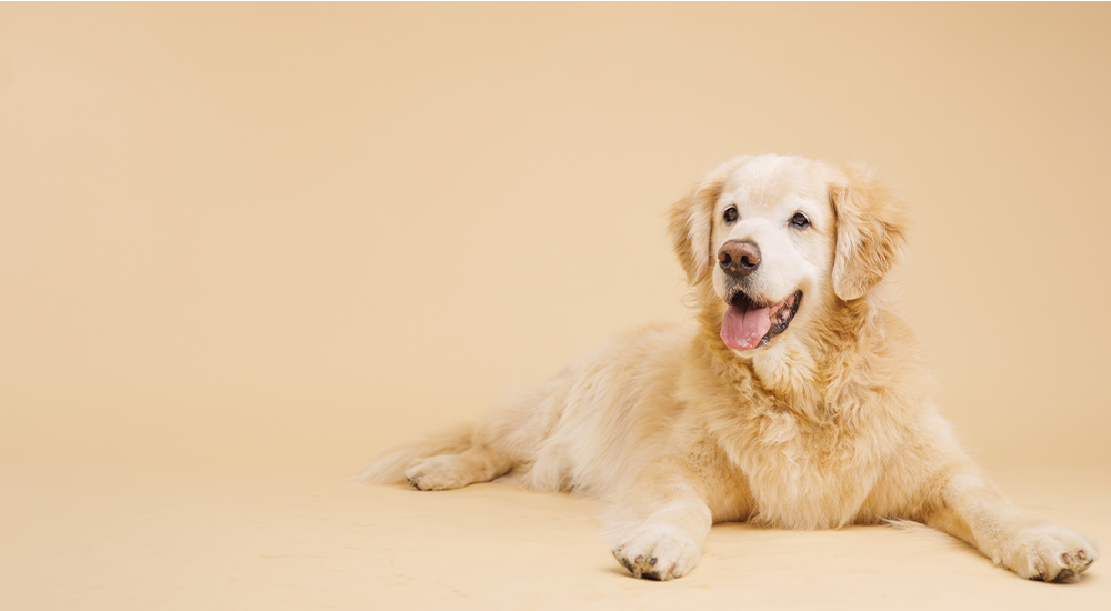 imagen servicio Veterinaria