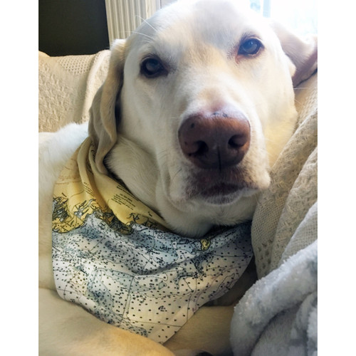 newport dog bandana newport dog bandana