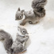 Plush Squirrel Ornament