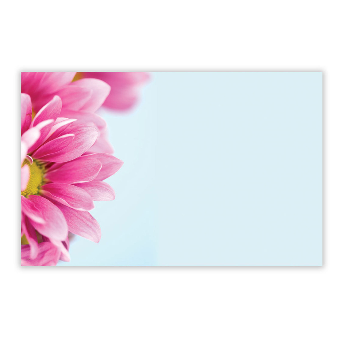 Pink Gerbera w/Blue Background - 3.5 x 2.25 in.