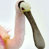 Hansa Spoon Bill Bird, 16" High (5992)
